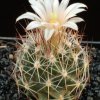 Escobaria_zilziana_2